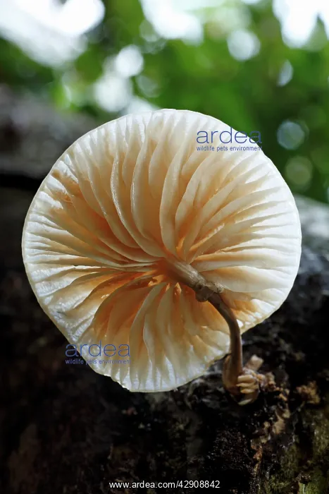 : Porcelain Fungus - growing on dead beech tree : Porcelain Fungus - growing on dead beech tree