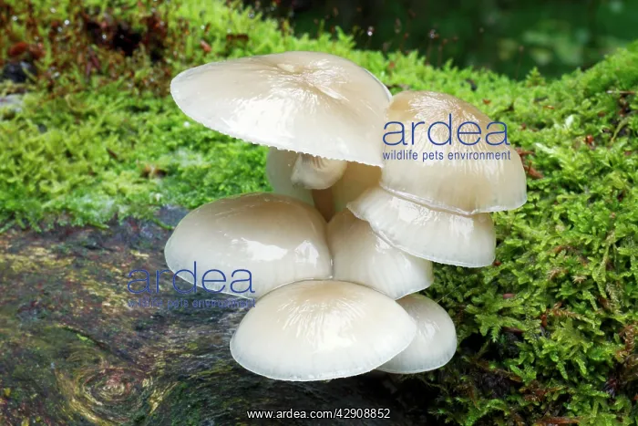 : Porcelain Fungus - growing on dead beech tree : Porcelain Fungus - growing on dead beech tree