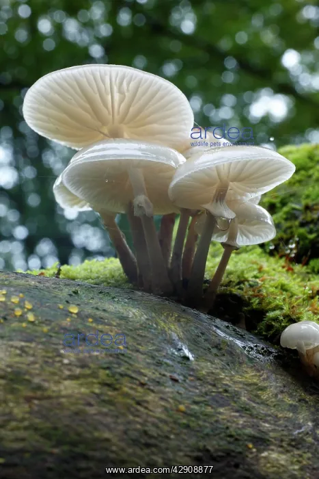 : Porcelain Fungus - growing on dead beech tree : Porcelain Fungus - growing on dead beech tree