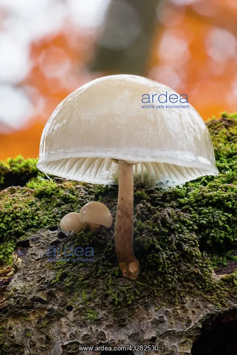 : Porcelain Fungus - growing on dead beech tree, Hessen : Porcelain Fungus - growing on dead beech tree, Hessen