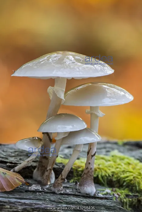 : Porcelain fungus (Oudemansiella mucida) clusters : Porcelain fungus (Oudemansiella mucida) clusters