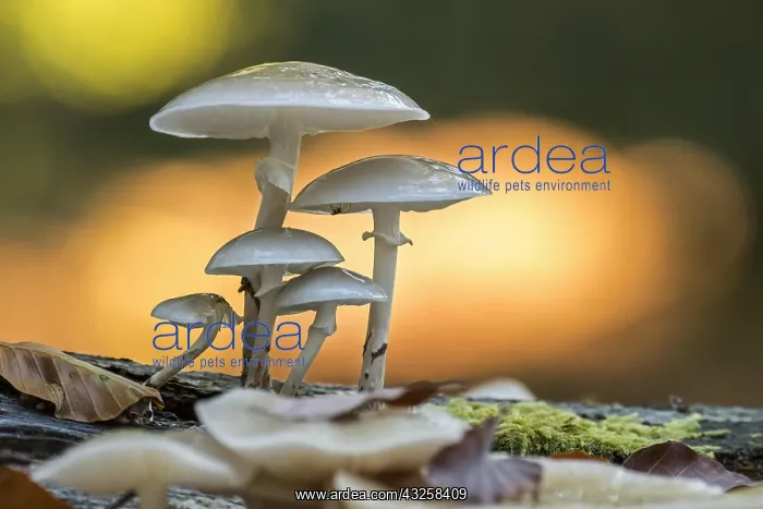 : Porcelain fungus (Oudemansiella mucida) clusters : Porcelain fungus (Oudemansiella mucida) clusters