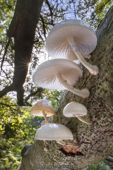 : Porcelain fungus (Oudemansiella mucida) mushrooms : Porcelain fungus (Oudemansiella mucida) mushrooms