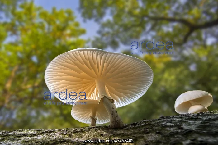 : Porcelain fungus (Oudemansiella mucida) mushrooms : Porcelain fungus (Oudemansiella mucida) mushrooms