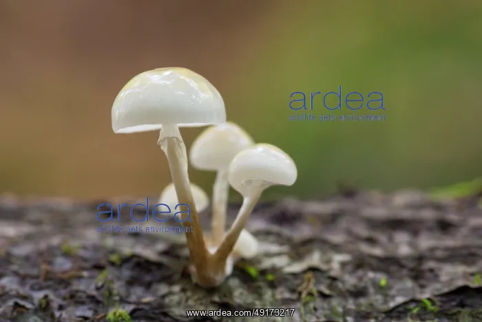 : Porcelain mushroom : Porcelain mushroom