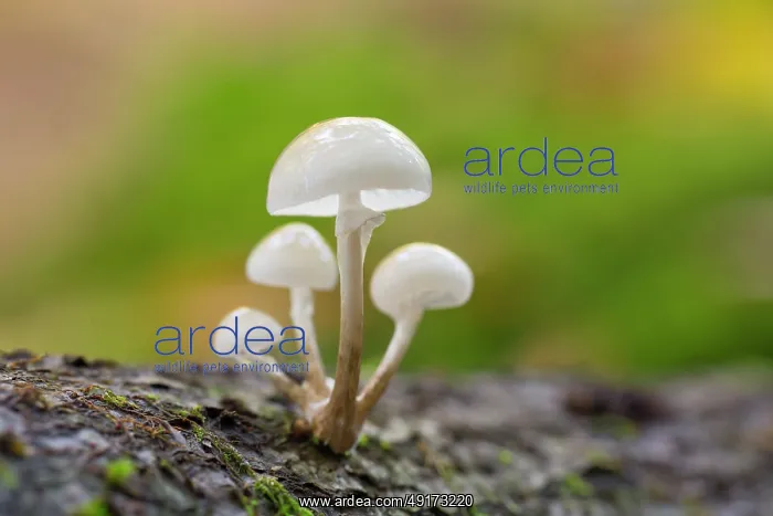 : Porcelain mushroom : Porcelain mushroom