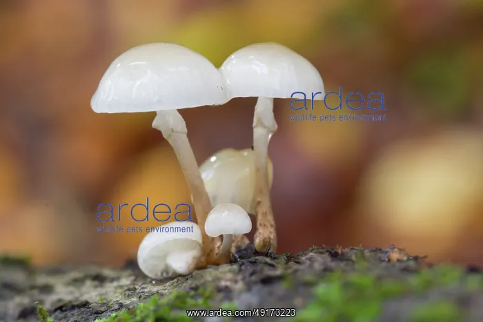 : Porcelain mushroom : Porcelain mushroom