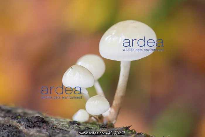 : Porcelain mushroom : Porcelain mushroom
