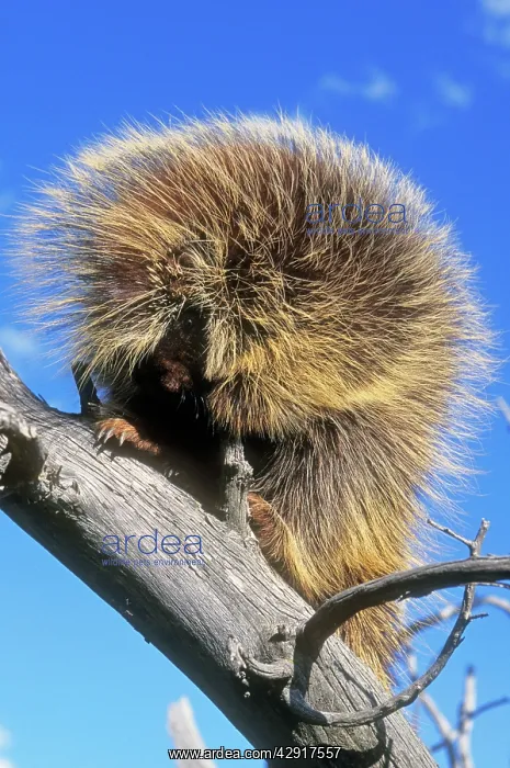 : Porcupine (Erethizon dorsatum). North America : Porcupine (Erethizon dorsatum). North America
