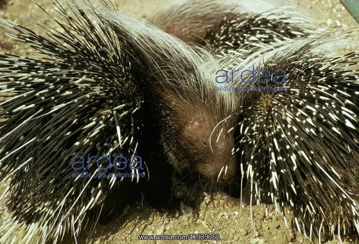: PORCUPINE (Hystrix cristata) : PORCUPINE (Hystrix cristata)