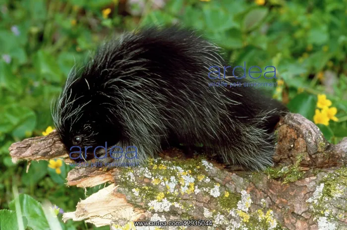 : PORCUPINE - baby : PORCUPINE - baby