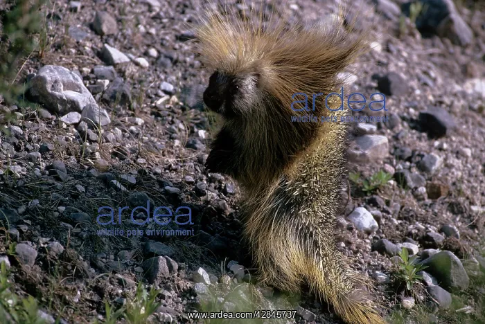 : PORCUPINE - CANADA : PORCUPINE - CANADA