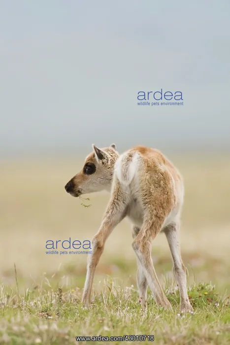 : Porcupine Caribou calf eating grass on the coastal : Porcupine Caribou calf eating grass on the coastal