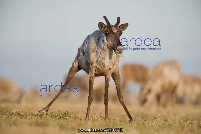 : Porcupine Caribou cow eating grass on the coastal : Porcupine Caribou cow eating grass on the coastal