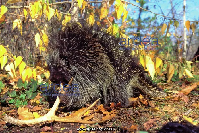 : Porcupine - chewing on old deer antler, means of : Porcupine - chewing on old deer antler, means of