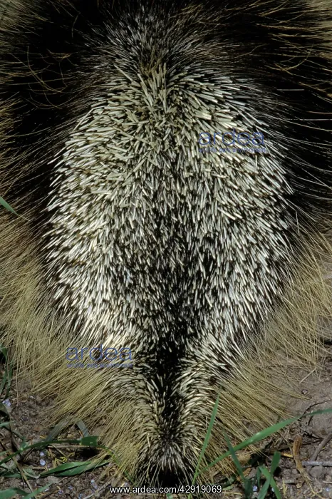 : Porcupine - in defensive posture : Porcupine - in defensive posture