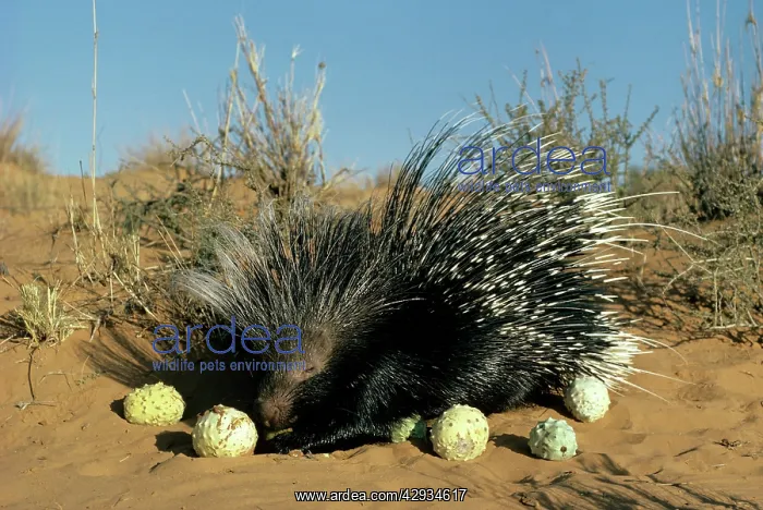  : Porcupine - eating Gemsbok cucumbers