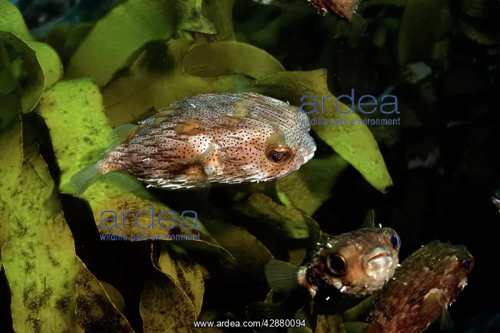 : Porcupine Fish : Porcupine Fish