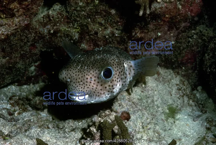 : Porcupine Fish : Porcupine Fish