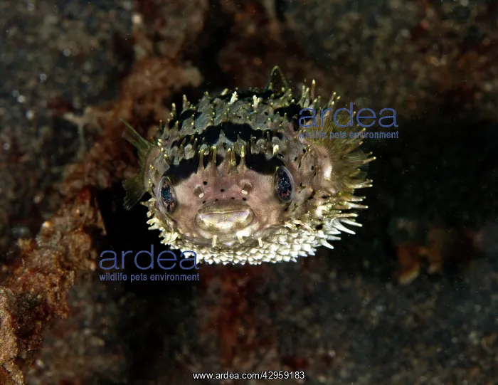 : Porcupine Fish : Porcupine Fish