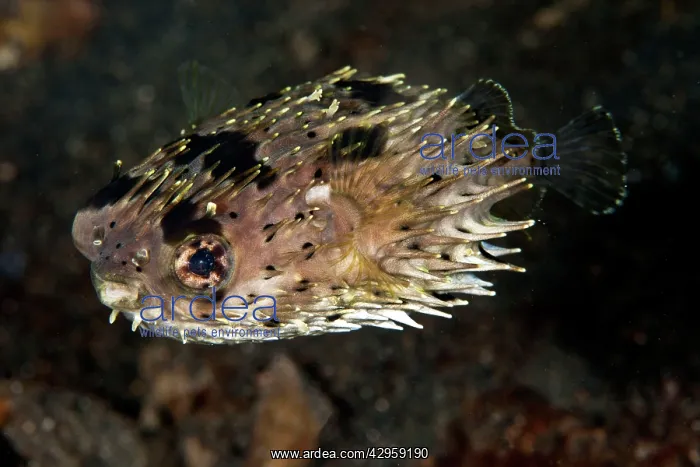 : Porcupine Fish : Porcupine Fish