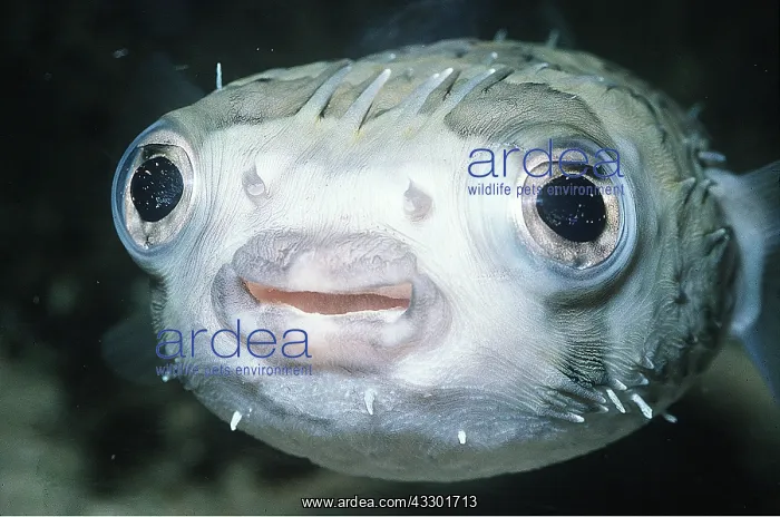 : PORCUPINE FISH - C / U OF FACE : PORCUPINE FISH - C / U OF FACE