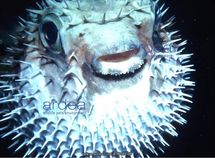 : PORCUPINE FISH - c / u head : PORCUPINE FISH - c / u head