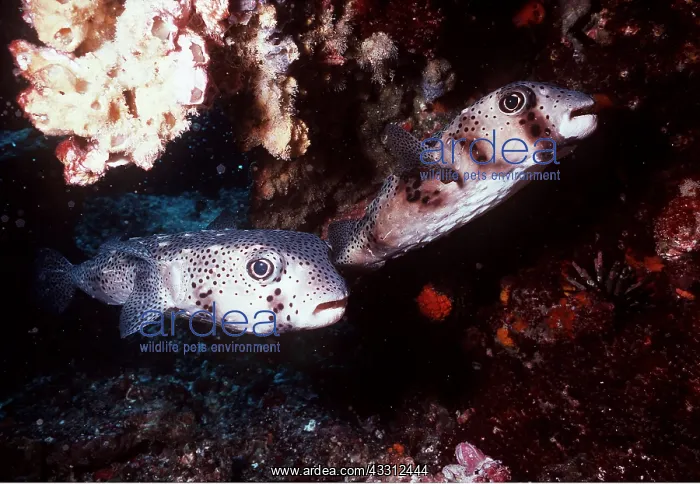 : PORCUPINE FISH - courting couple, male, top : PORCUPINE FISH - courting couple, male, top