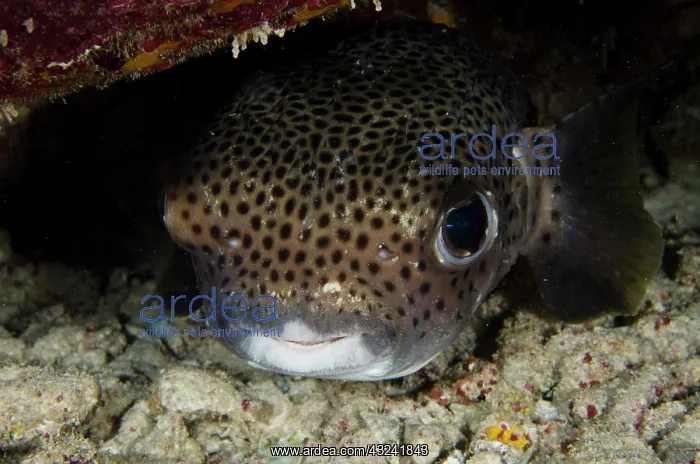 : Porcupine Fish (Diodon hystrix), Bonaire : Porcupine Fish (Diodon hystrix), Bonaire
