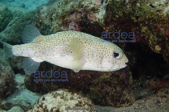 : Porcupine Fish (Diodon hystrix), Bonaire : Porcupine Fish (Diodon hystrix), Bonaire