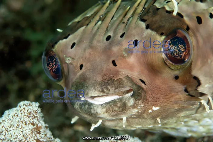 : Porcupine Fish - eating Coral : Porcupine Fish - eating Coral