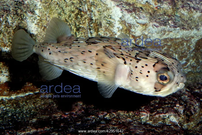 : Porcupine Fish, shallow reefs circumtropical seas : Porcupine Fish, shallow reefs circumtropical seas