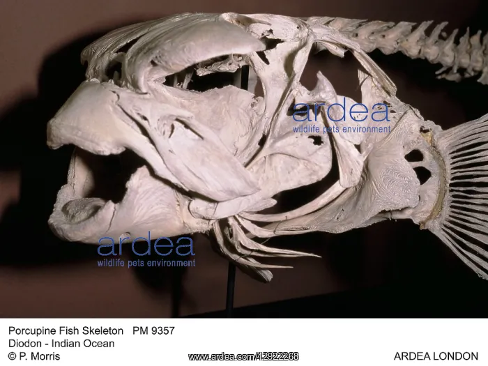 : Porcupine Fish Skeleton : Porcupine Fish Skeleton