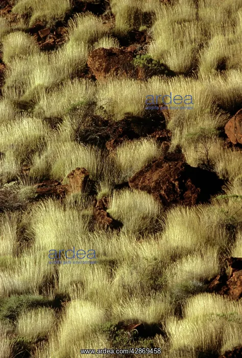 : Porcupine Grass - Finke Gorge National Park : Porcupine Grass - Finke Gorge National Park