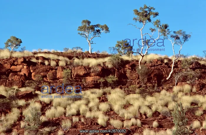 : Porcupine Grass and Ghost Gums : Porcupine Grass and Ghost Gums