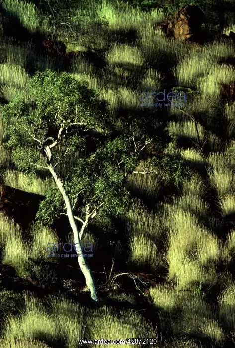 : Porcupine grass and Ghost gums : Porcupine grass and Ghost gums