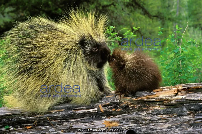 : Porcupine - mother with young : Porcupine - mother with young