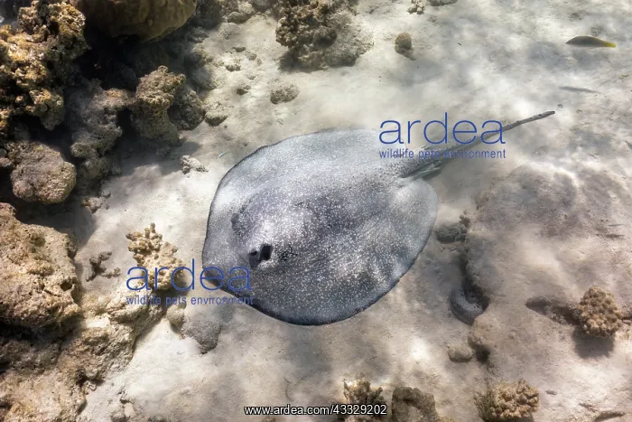 : Porcupine Ray - Maldives : Porcupine Ray - Maldives