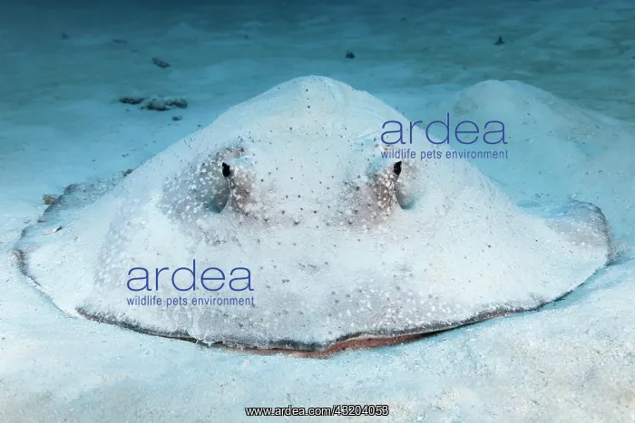  : Porcupine ray (Urogymnus asperrimus) from front