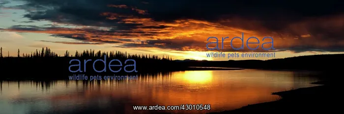 : Porcupine River sunset near the Gwich'in First Nation : Porcupine River sunset near the Gwich'in First Nation