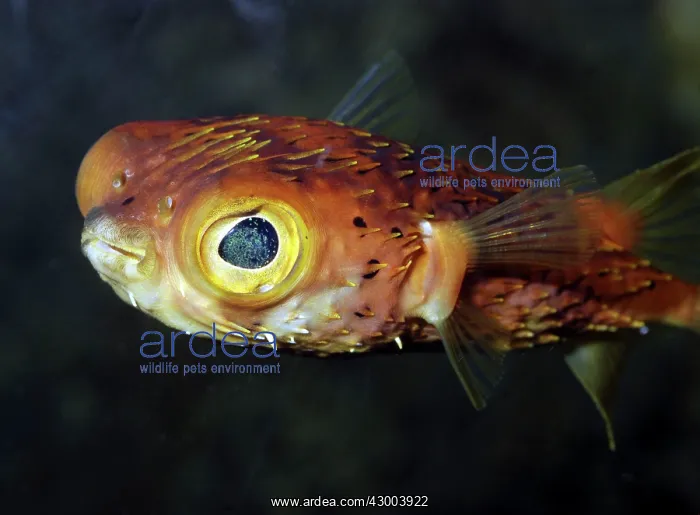 : Porcupinefish : Porcupinefish
