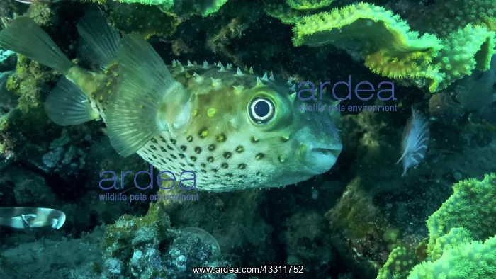 : Porcupinefish is hiding under under Lettuce coral : Porcupinefish is hiding under under Lettuce coral