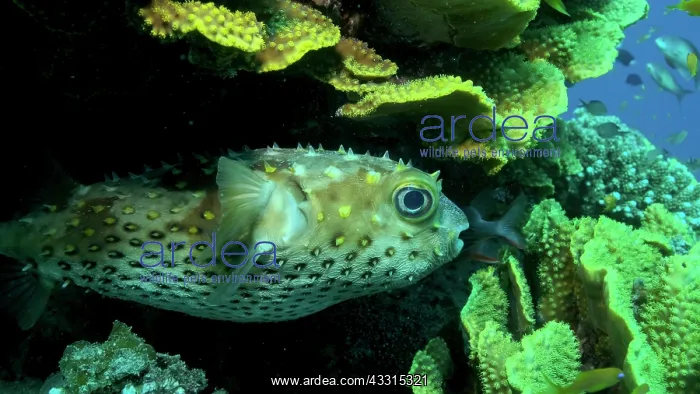 : Porcupinefish is hiding under under Lettuce coral : Porcupinefish is hiding under under Lettuce coral