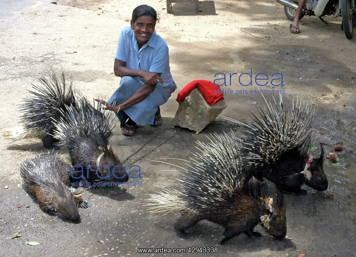 : Porcupines - being exhibited for money by a woman : Porcupines - being exhibited for money by a woman
