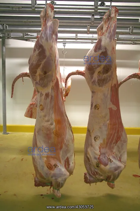 : Pork carcasses hanging in a warehouse France : Pork carcasses hanging in a warehouse France