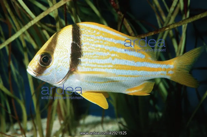: Porkfish Grunt Fish : Porkfish Grunt Fish