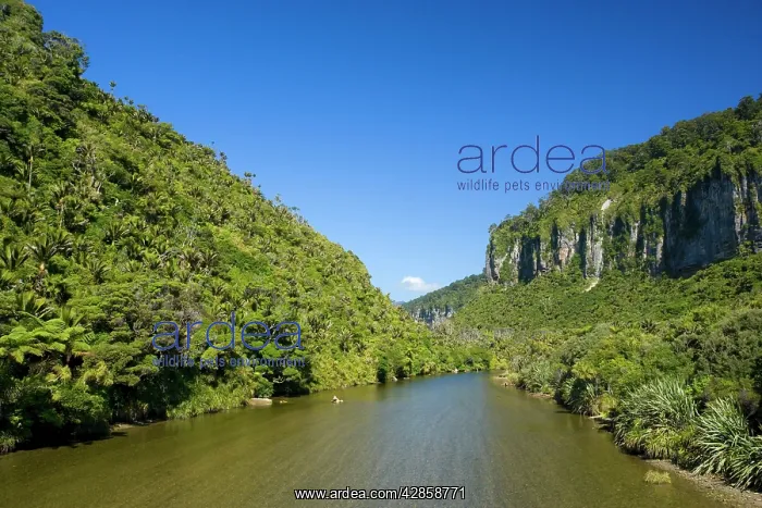 : Pororari Gorge - limestone gorge of the Pororari : Pororari Gorge - limestone gorge of the Pororari