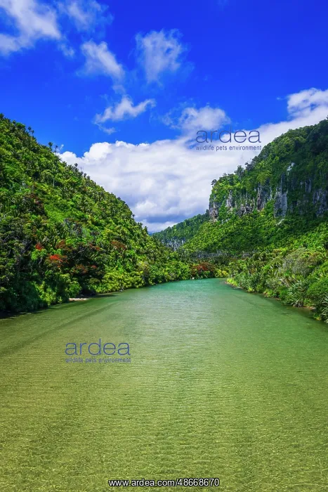 : The Pororari River, Paparoa National Park, Punakaiki, New : The Pororari River, Paparoa National Park, Punakaiki, New