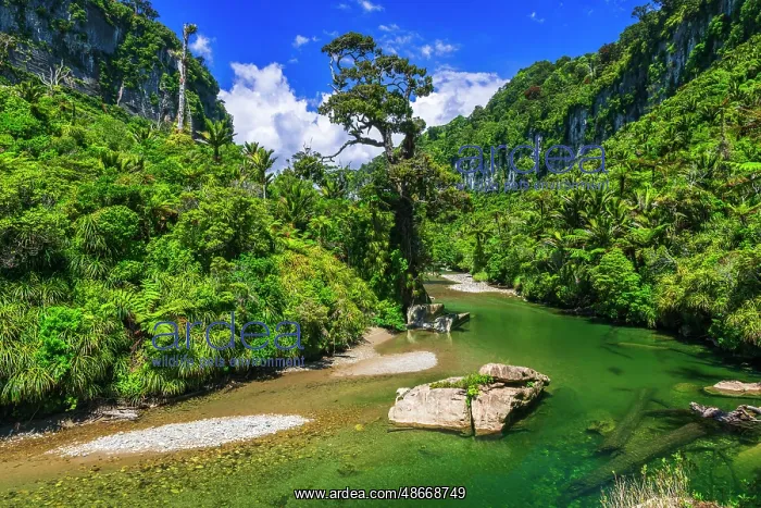 : The Pororari River, Paparoa National Park, Punakaiki, New : The Pororari River, Paparoa National Park, Punakaiki, New