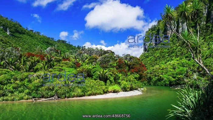 : The Pororari River, Paparoa National Park, Punakaiki, New : The Pororari River, Paparoa National Park, Punakaiki, New